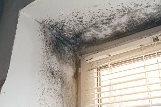 Affordable Crawl Space Mold Removal solutions in Orbisonia, PA